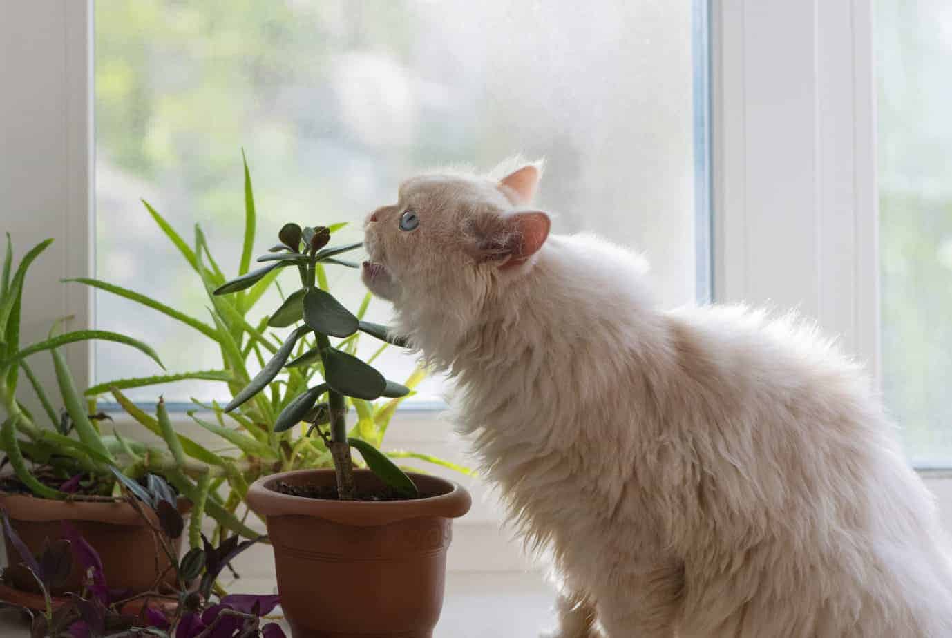Toxic plants and foods for cats 1