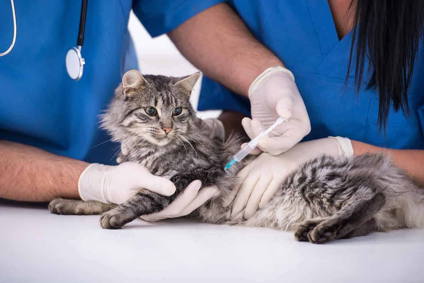 What vaccinations do I use to protect my cat's health? 1