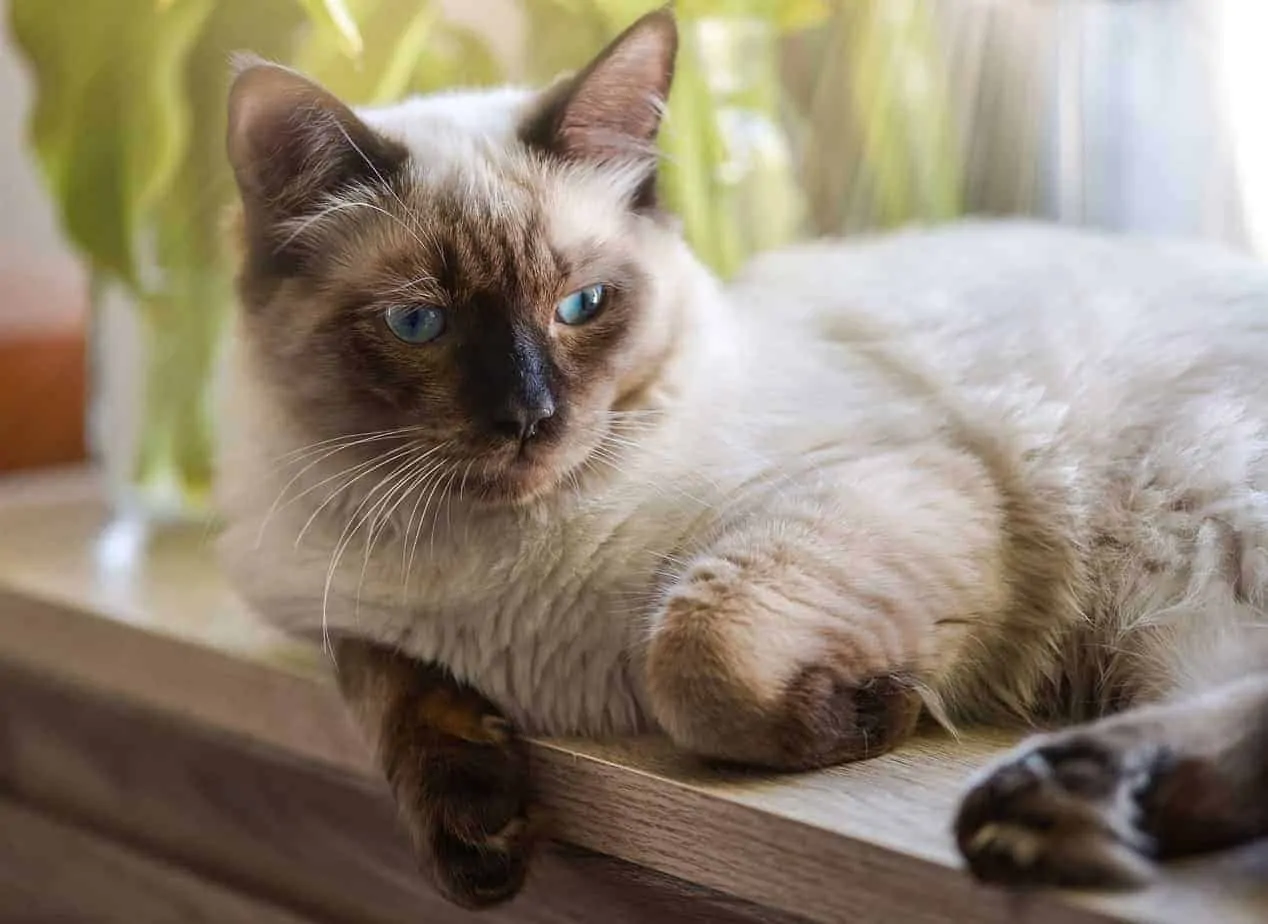 Ragdoll Katze