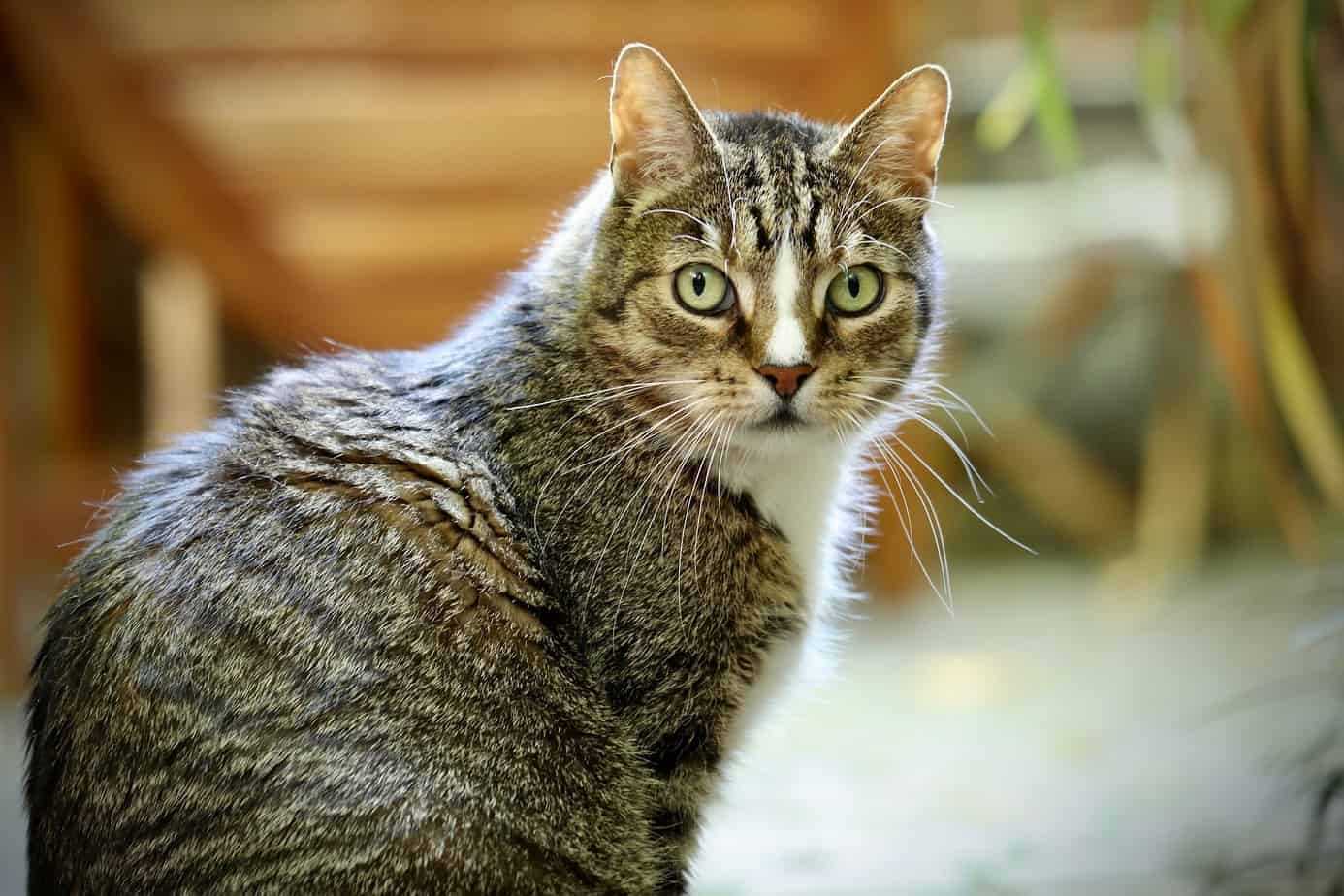 The European Shorthair - an extraordinary cat breed 2