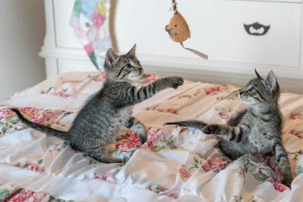 La pêche au chat