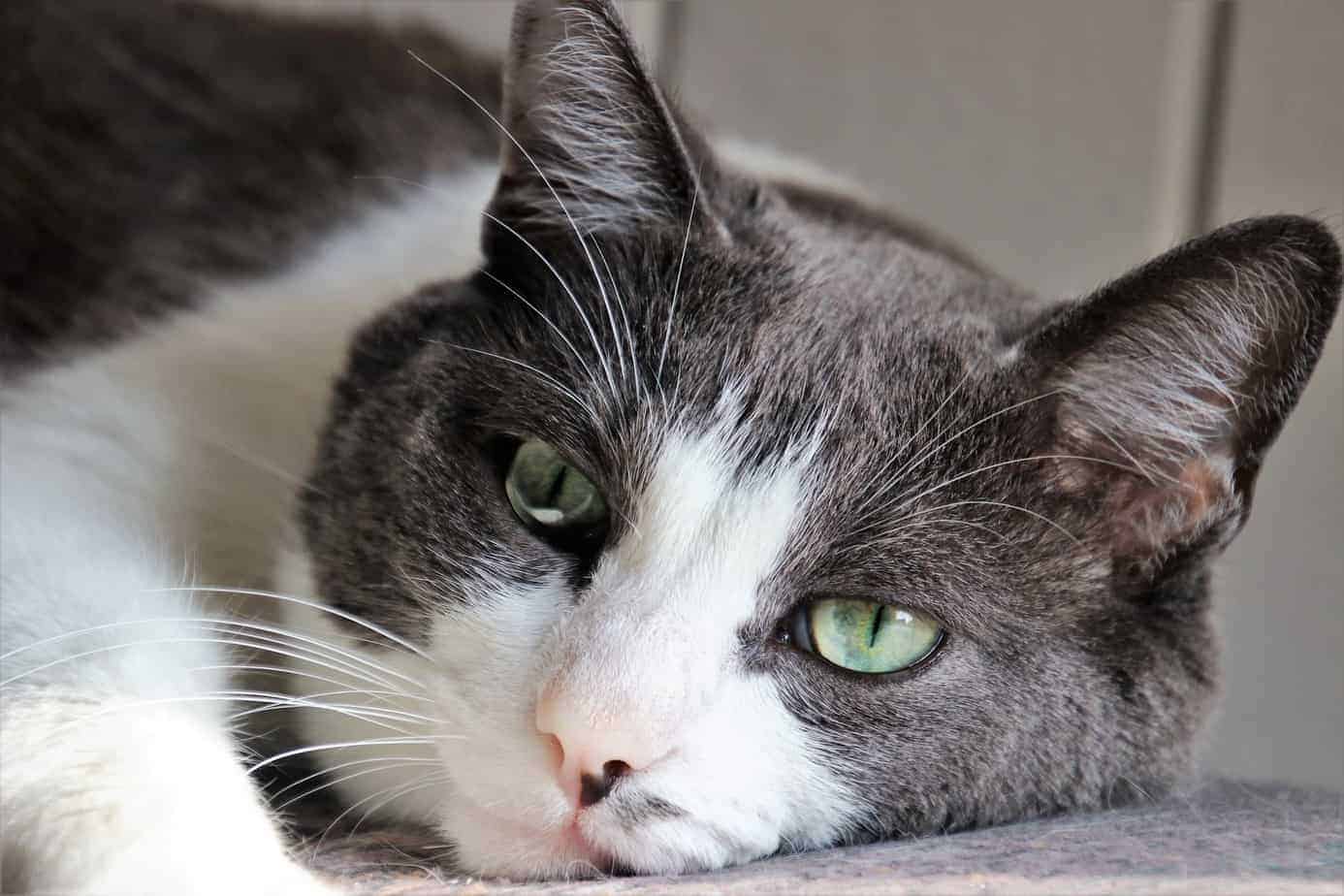 Wie kann man Blasensteinen oder Struvitsteinen bei Katzen vorbeugen und behandeln? 1