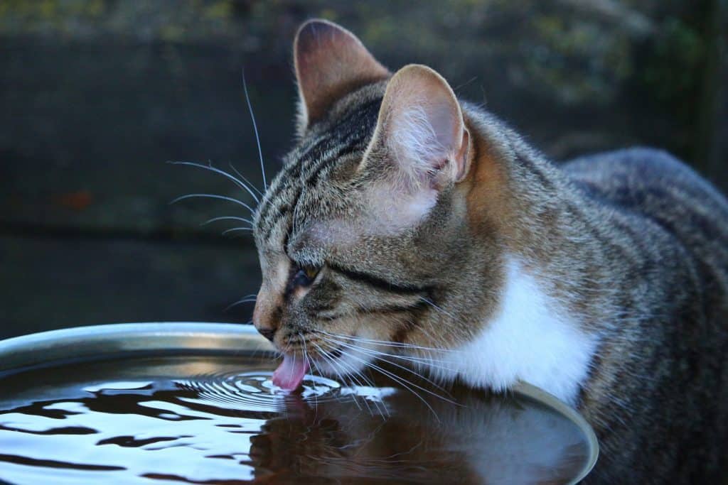 Los gatos beben poco