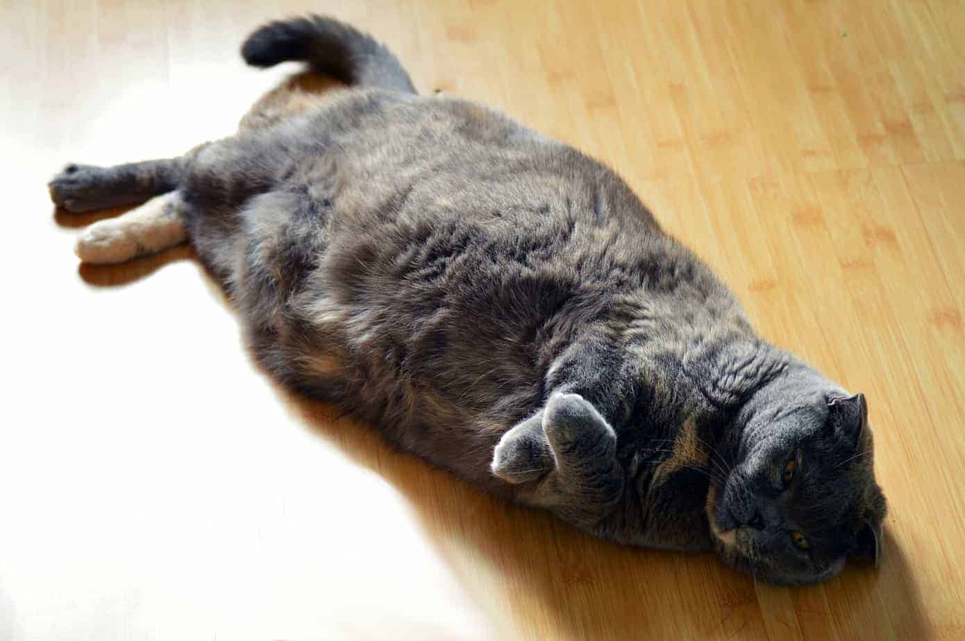 Katze Übergewicht