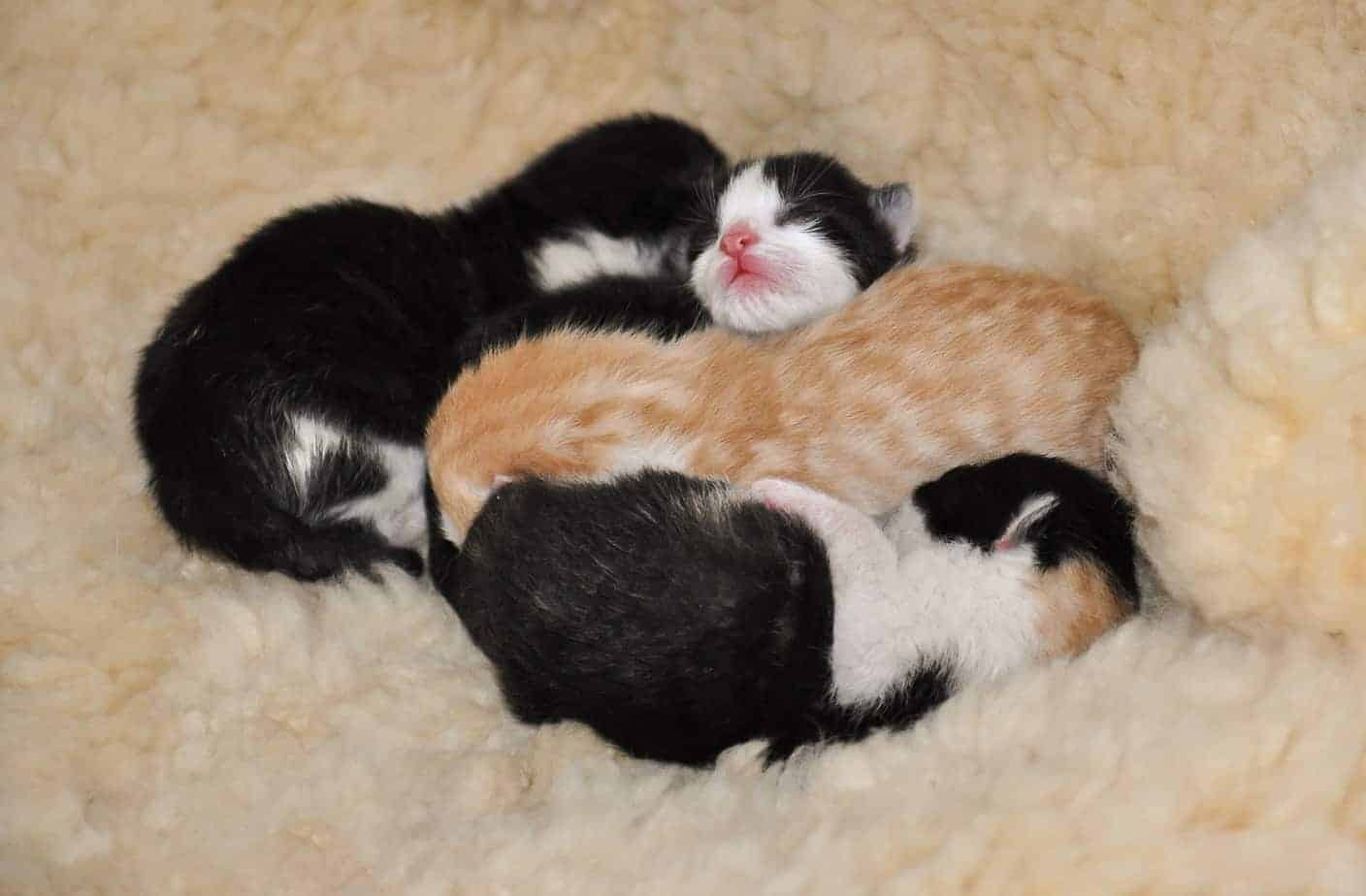 Kitten Animal Shelter