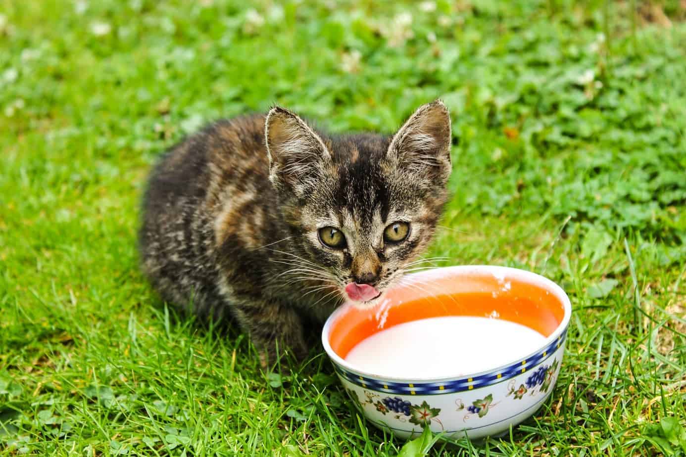 Le chat boit du lait