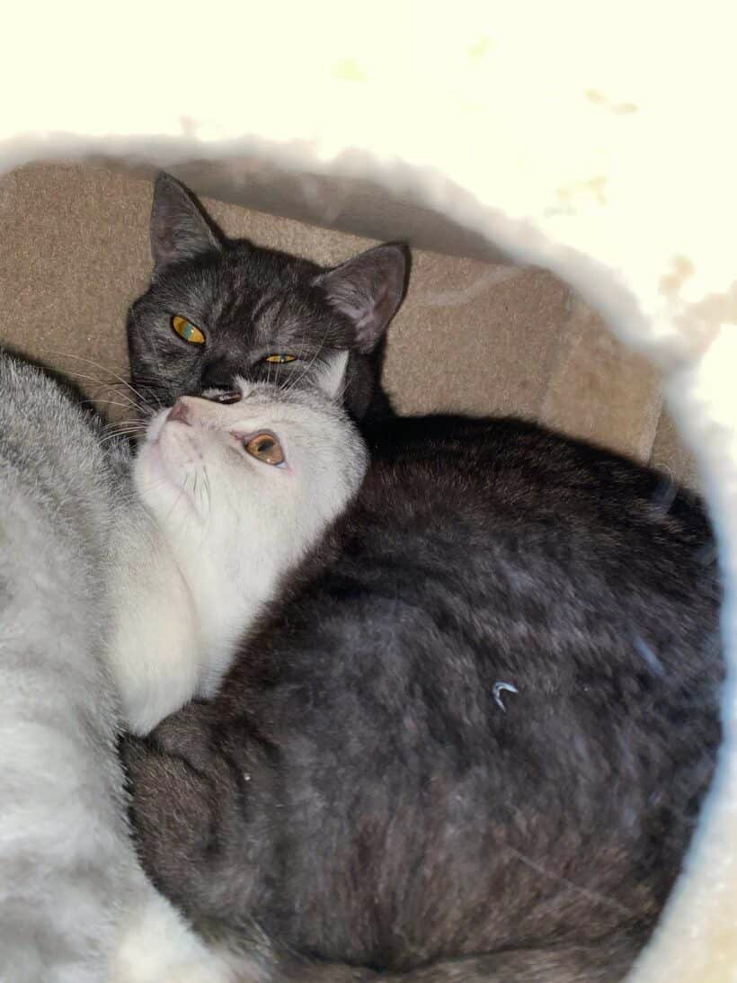 BKH Katze Josie und Luna
