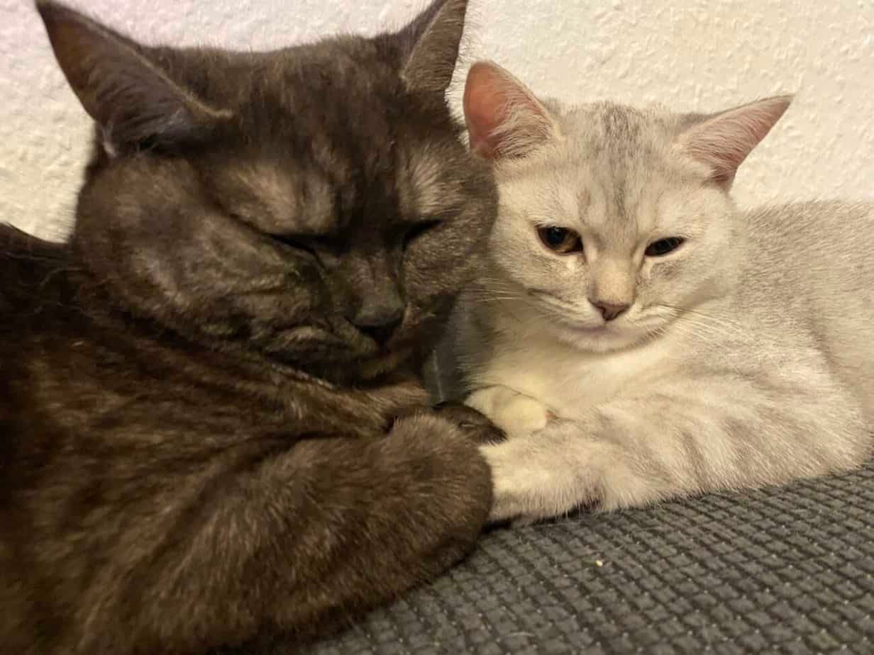 Luna, Unsere Zweite BKH Katze