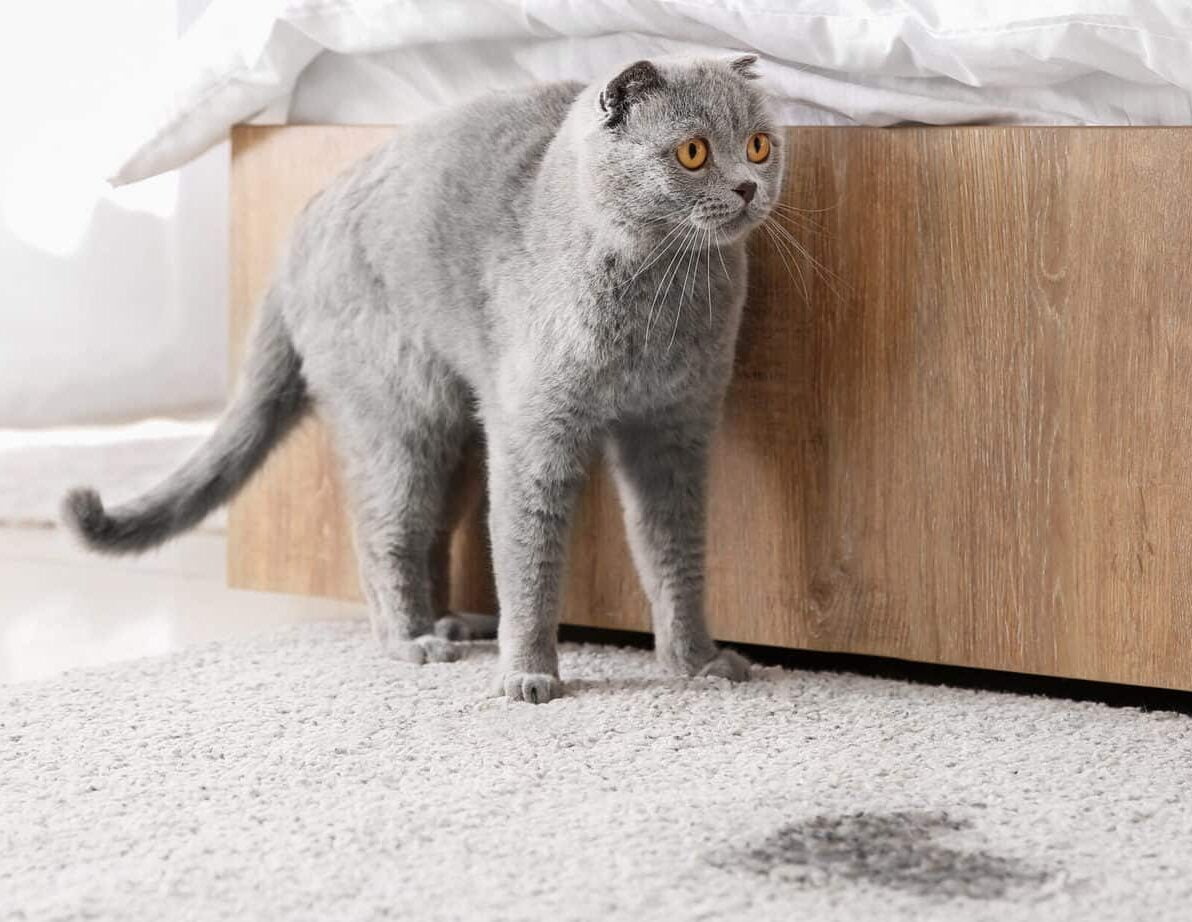 Die Katze pinkelt in die Wohnung oder markiert. Was kann man dagegen tun? 1