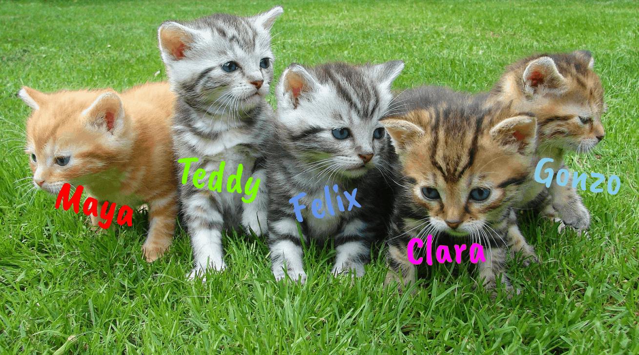 Noms de chats