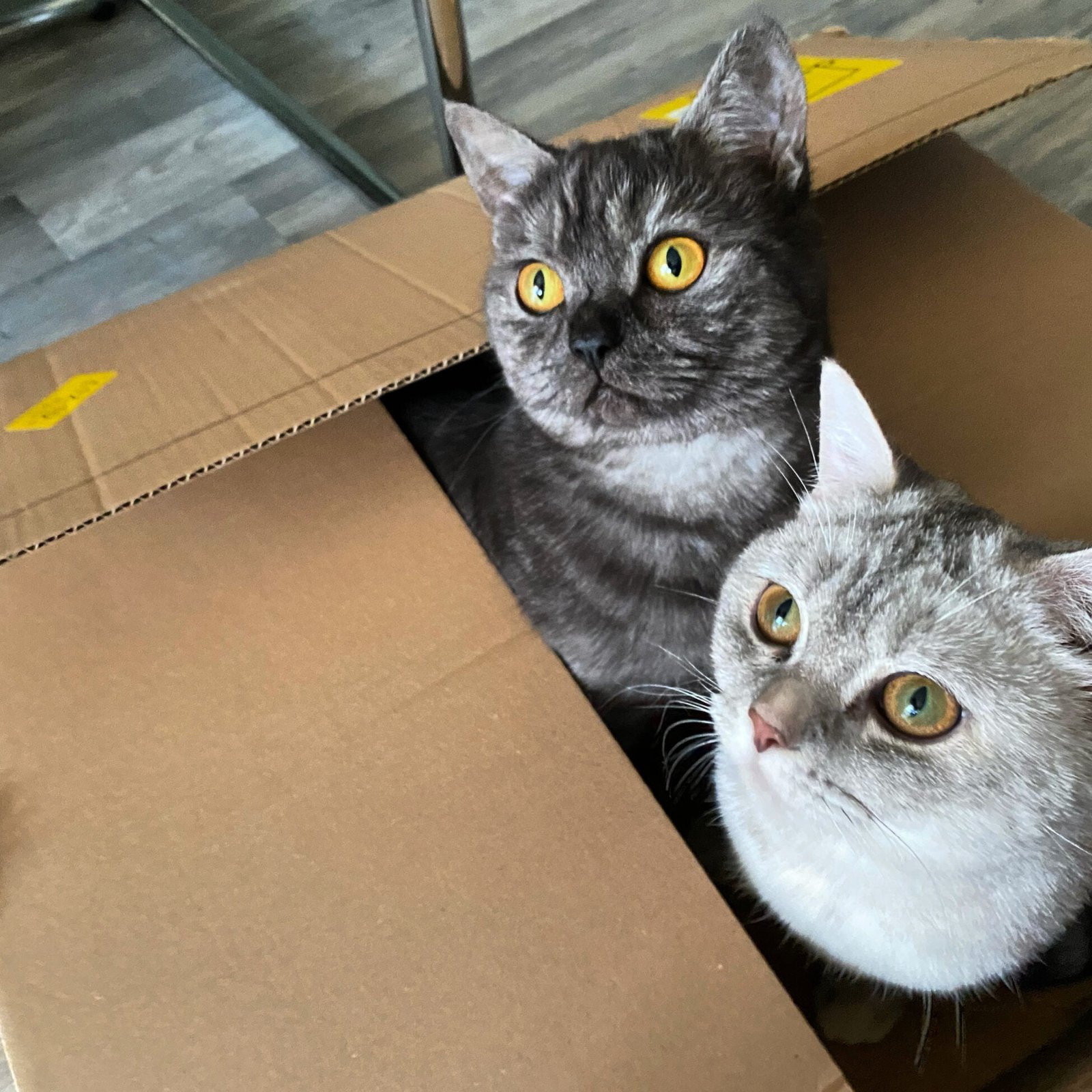 Warum Sind Katzen Eigentlich So Niedlich?