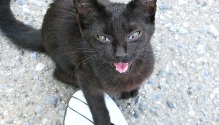 Katzensprache
