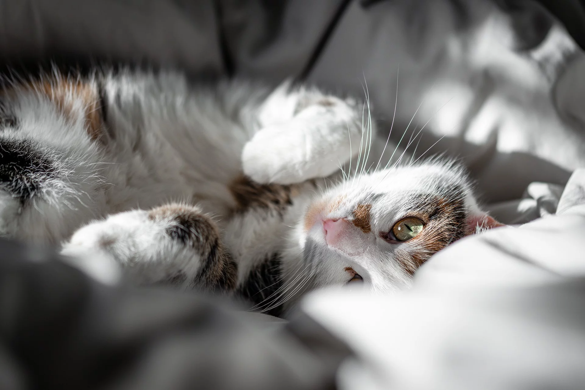 Elternschaft für ein Katzenbaby: Der ultimative Leitfaden für ein katz-tastisches Zusammenleben mit deinem Katzenbaby! 5 Katze streicheln