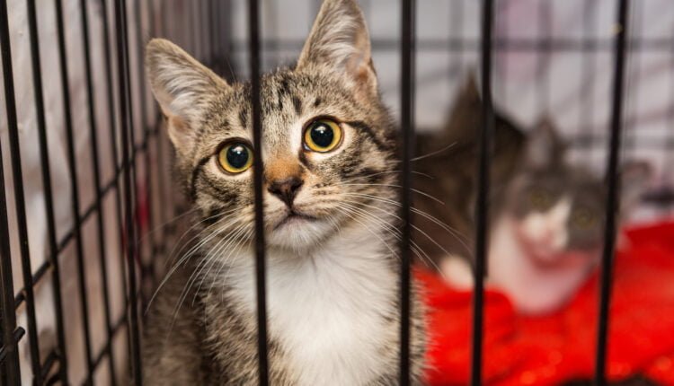Katzenbabys im Tierheim