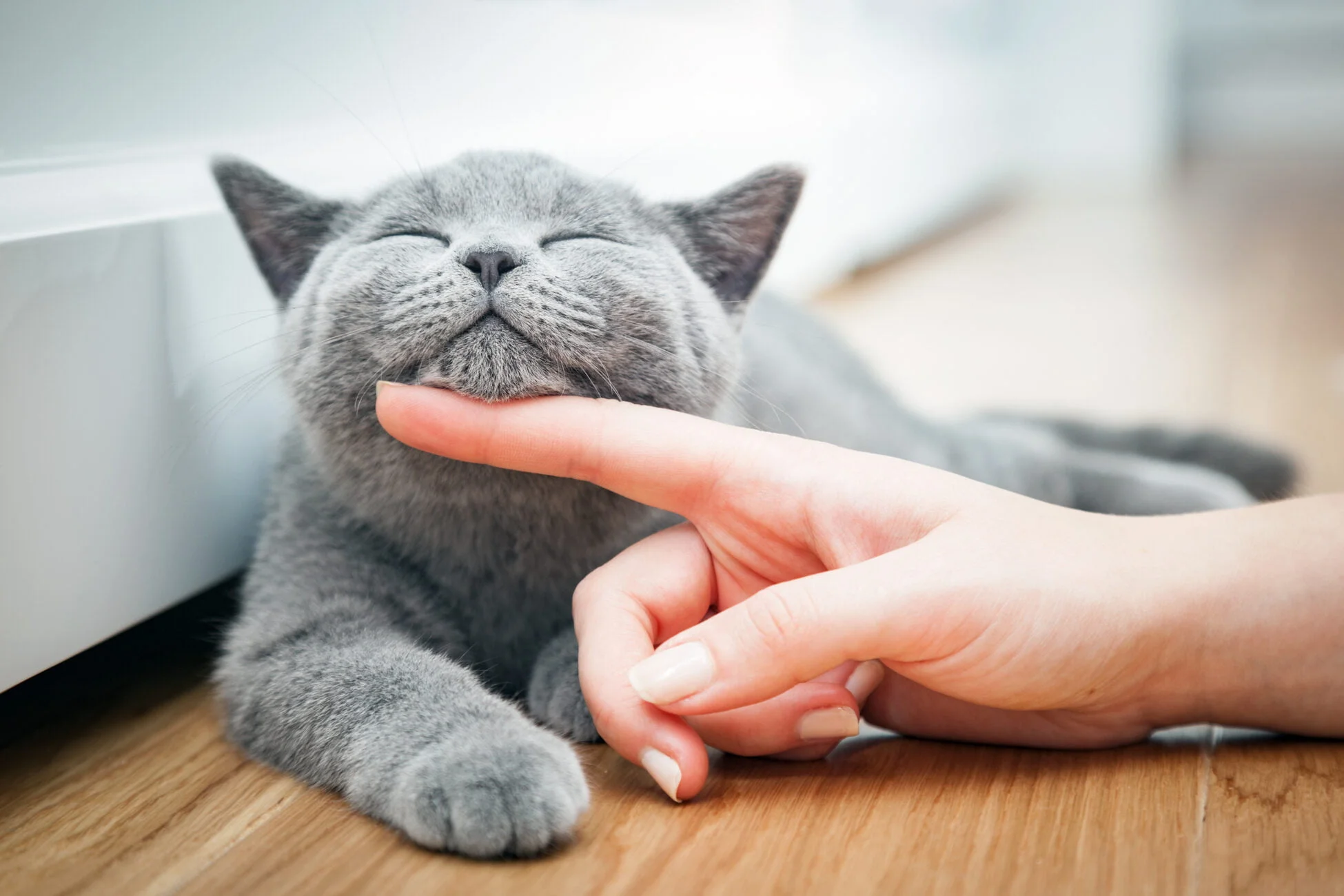 Eine Katze streicheln hilft bei Stress und Depressionen, stimmt das, oder ist es nur ein Mythos? 1 Katze streicheln