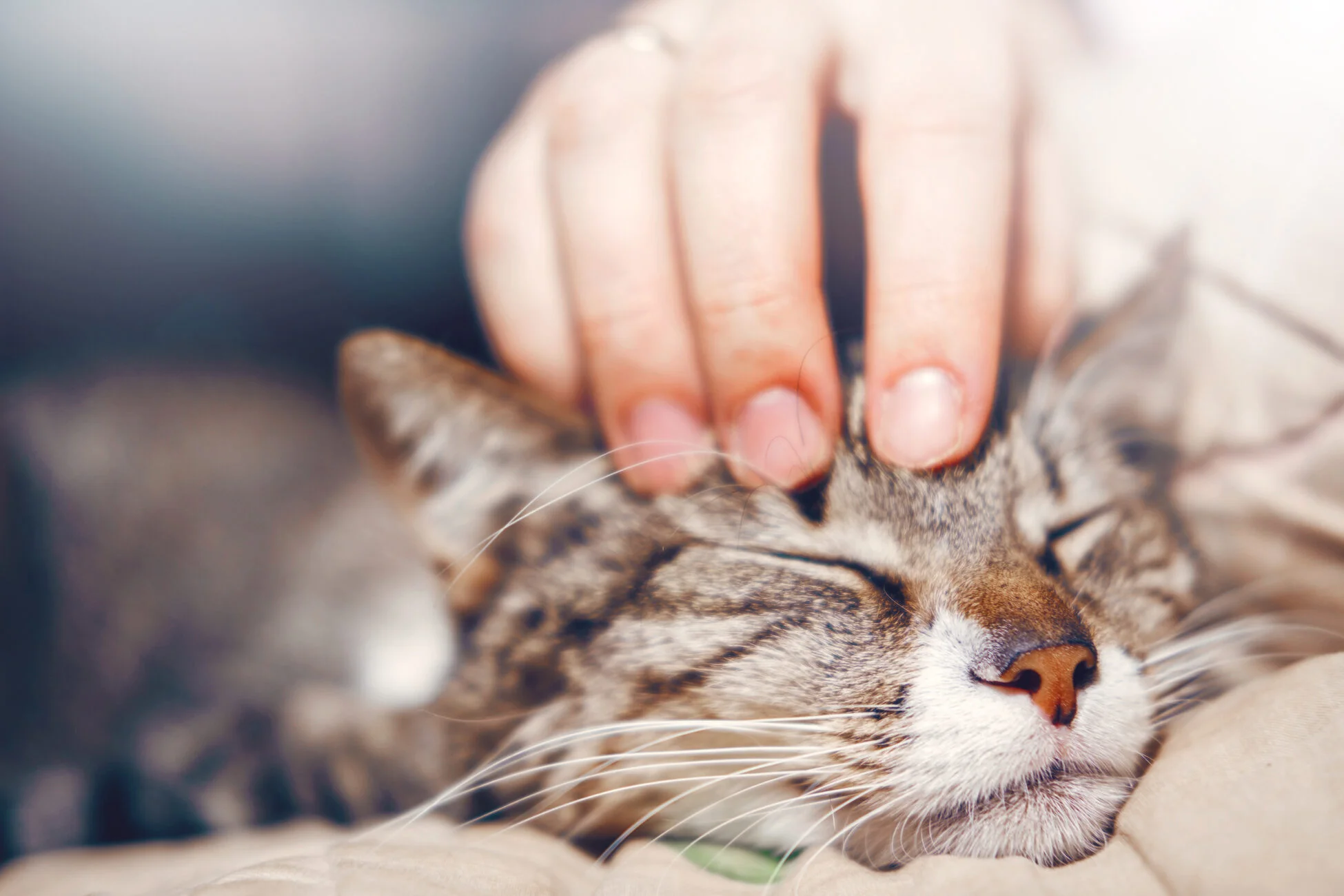 Eine Katze streicheln hilft bei Stress und Depressionen, stimmt das, oder ist es nur ein Mythos? 2 Katze streicheln