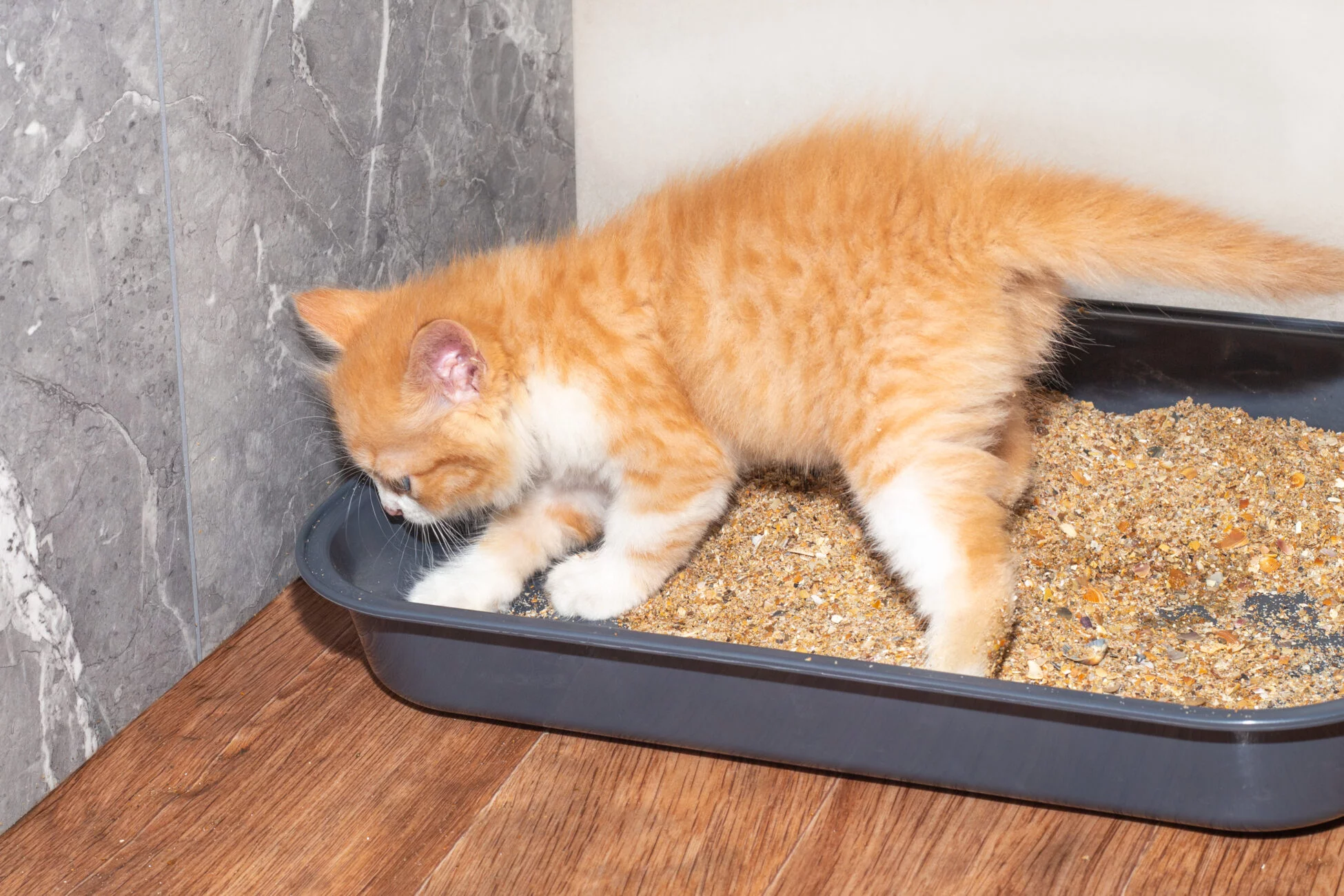 Elternschaft für ein Katzenbaby: Der ultimative Leitfaden für ein katz-tastisches Zusammenleben mit deinem Katzenbaby! 1 Katzenbaby in der Katzentoilette
