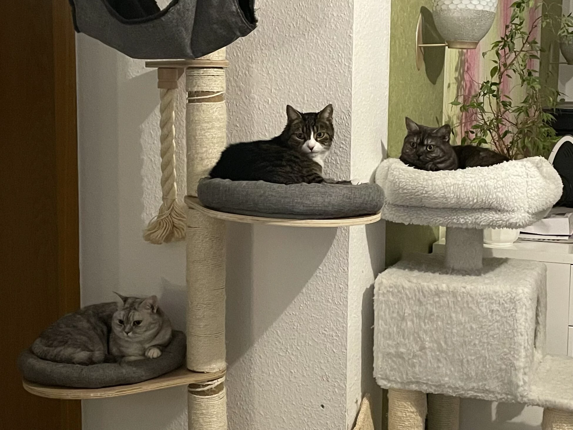 Elternschaft für ein Katzenbaby: Der ultimative Leitfaden für ein katz-tastisches Zusammenleben mit deinem Katzenbaby! 4 Kratzbaum