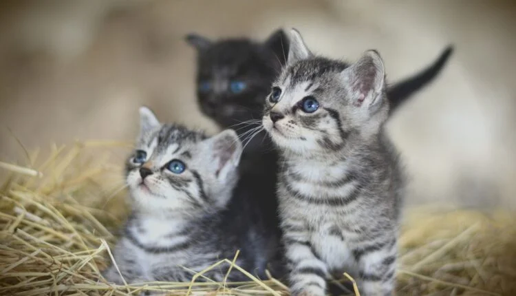 Katzenbabys